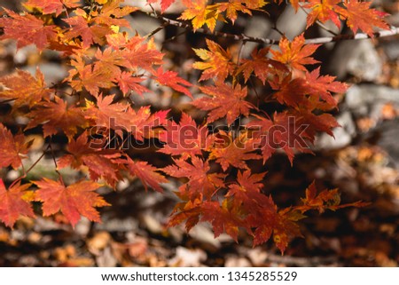 Closed up red maples in autumn season at national park of Korea