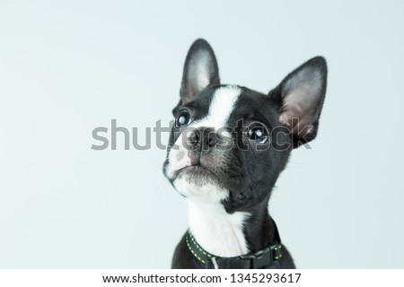 Cute boston terrier puppy looking up isolated in light gray background with copy space