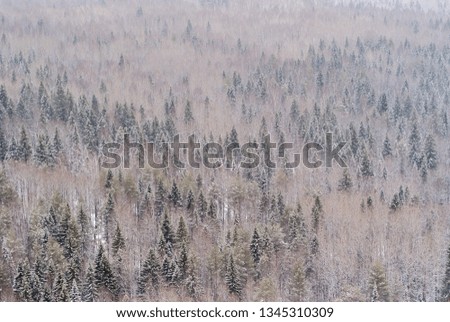 background, landscape - snowy winter forest, taiga, top view