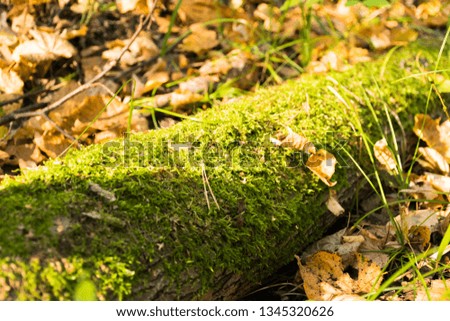 macro photo -texture moss on a tree