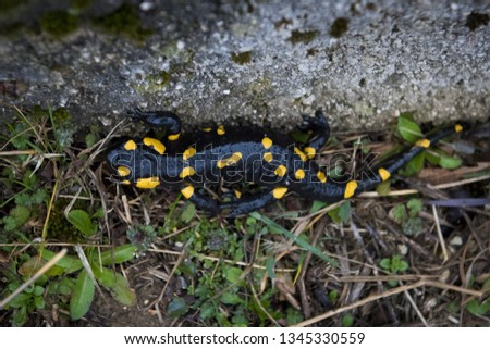 The fire salamander (Salamandra ) in a wild nature.