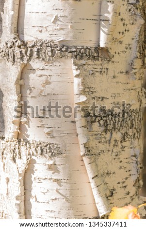 texture of old birch bark