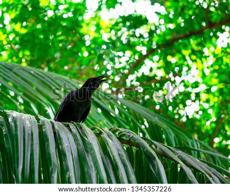 one corw stand on plam branch under the tree nature animal background