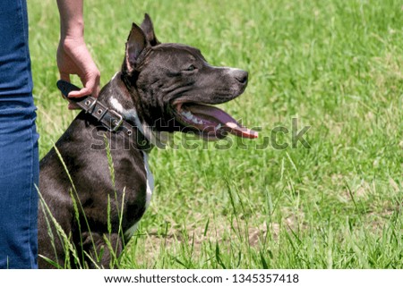 owner is holding  collar his dog  Staffordshire Terrier breed on obedience on the background of green grass.