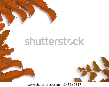 very nice and very attractive leaf background
