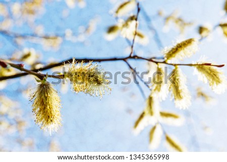 Flowering yellow willow branches on sunny blue sky, easter background
