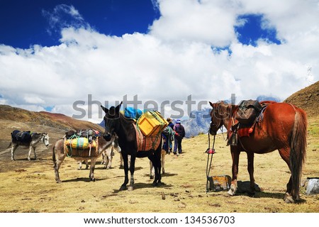Caravan in Cordiliera Huayhuash, Peru, South America