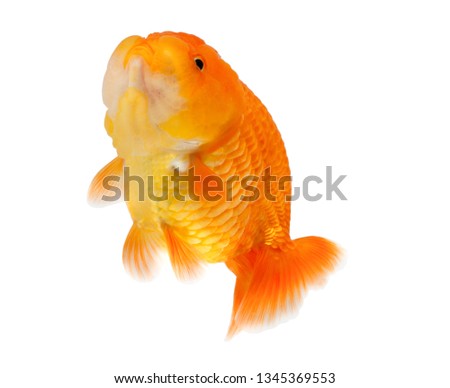 Carassius auratus,goldfish on white background with clipping path