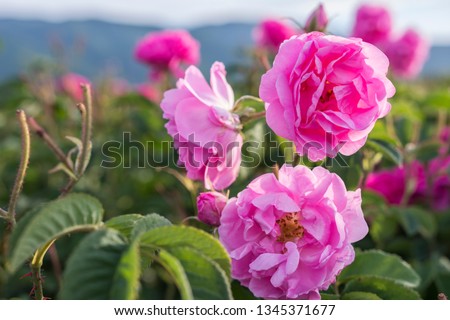 Rosa damascena, known as the Damask rose - pink, oil-bearing, flowering, deciduous shrub plant. Balley of Roses. Close up view. Back light. Selective focus. Royalty-Free Stock Photo #1345371677