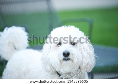 A Labradoodle dog poses in the backyard of a home for a portrait while playing on a summer day 