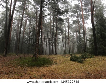 Mysterious foggy forest in Sweden