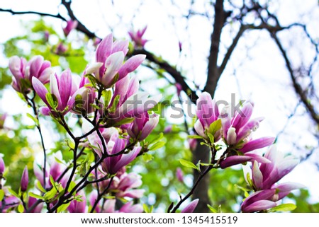 Blooming magnolia. Pink flowers of magnolia. Bloomy magnolia tree with big pink flowers