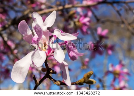 Close-up of beautiful pink magnolia flower on a  background of bright blue sky. Blossoming of magnolia tree on a sunny spring day. Flowering of magnolia in a public park. Shallow DOF.