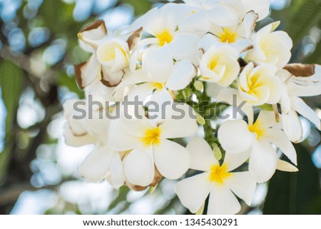 Nature pattern of blossoming color exotic yellow Frangipani flower on soft green color in blur style. Spring landscape of white Plumeria flower. Close up Bright spring flowers for spa and therapy