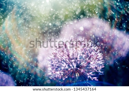 Magic picture beautiful unusual purple flowers in light rays of the rainbow in spray and water drops. Photography with fantastic effect of bright cosmic flower field. Lilac abstract flowers image.