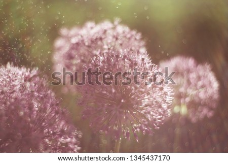 Close up photo of an Alium Gigantium Flower Head with dandelion flower structure wit water drops. macro picture soft focus. shallow depth of field. Vintage Toned image


