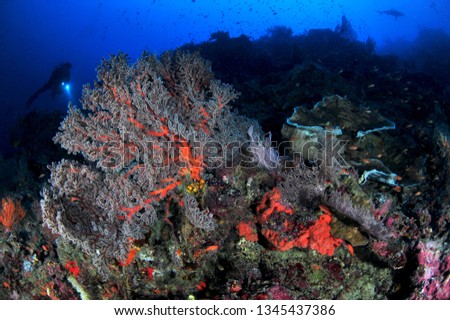 various coral in malaysia