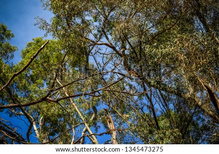 butterfly safe haven in the trees in santa cruz california