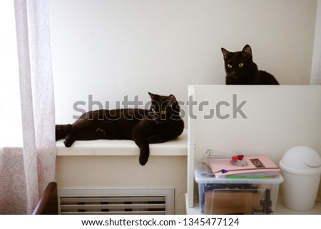 two black cats are on the shelves at home
