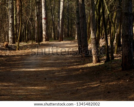 forest path in pine forest with bark textured brown tree trunks and pine needle covered dirt path with subtle light shining through the trees. nature and outdoor concept. 