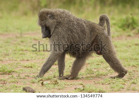 olive baboon in Masai Mara National Park of Kenya