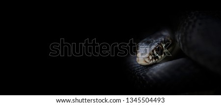 banner on black with photo of lurking snake