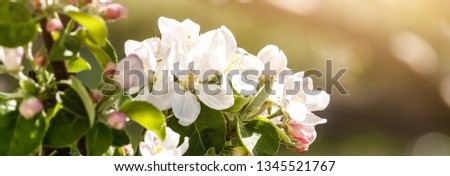 Apple blossom on an apple tree in a domestic garden with sun shining behind