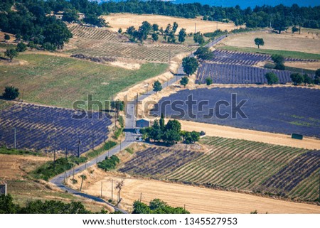 Cultivations of lavender from above