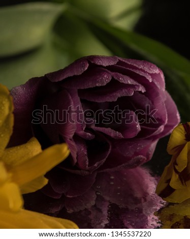 A photo of a tulip on a blurry background lying on the mirror with water droplets and reflection underneath.