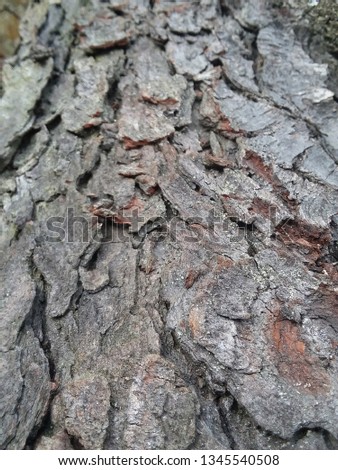 up-close bark on a fallen log