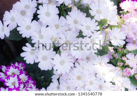 Garden white flower