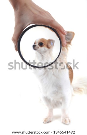 long hair chihuahua Viola isolated on the white background