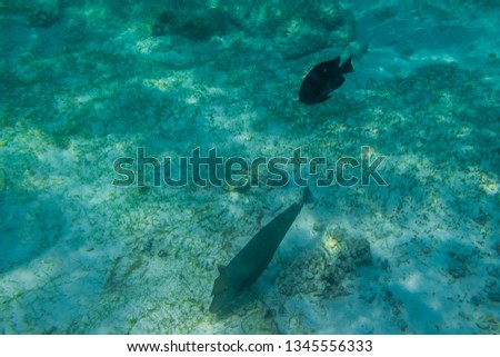 Fish snorkeling and diving underwater in the atoll of the Maldives