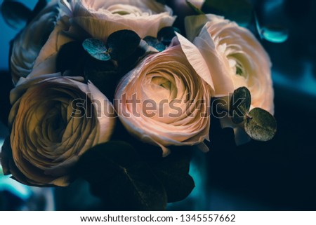 Pink ranunculus with deep blue background. Artistic romantic floral photo for lovely cards, cover, surface, poster, print. Night effect, gentle atmosphere. Luxury flowers in beautiful blooming bouquet