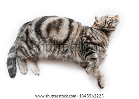 Handsome black silver tabby British Shorthair cat laying down hanging over edge isolated on white background
