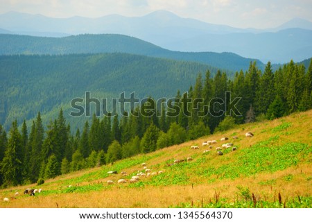 Herd of sheeps grazing on green meadow slope, Carpathian mountains landscape in background, Ukraine