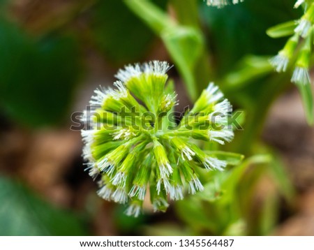 Daisy flower - Spring flower close up