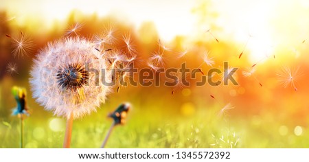 Dandelion In Field At Sunset - Freedom to Wish
 Royalty-Free Stock Photo #1345572392