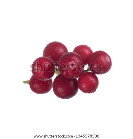 branch of Cowberry Lingonberry (Vaccinium vitis-idaea) isolated on white background