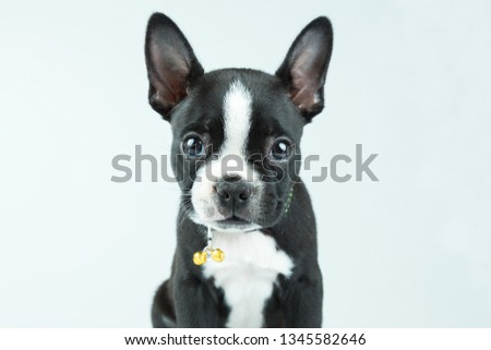 Cute Boston Terrier puppy looking front isolated in light gray background