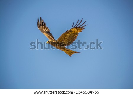 Black kite - Milvus migrans isolated in blue sky