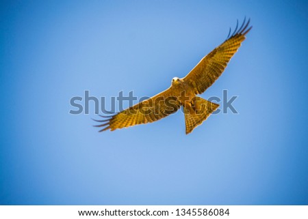 Black kite - Milvus migrans isolated in blue sky