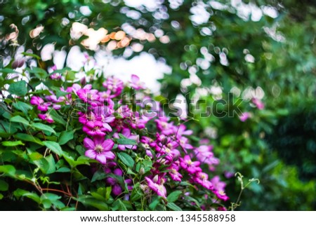 Background with purple flowers (clematis), blurred, selective focus, 
beautiful bokeh