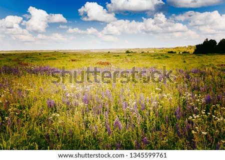 Spring summer background - rural road in green grass field meadow scenery lanscape with blue sky