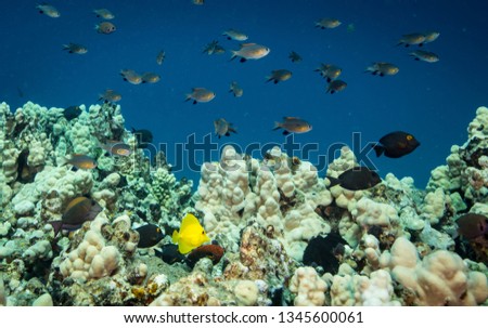 Coral reef life in Hawaii
