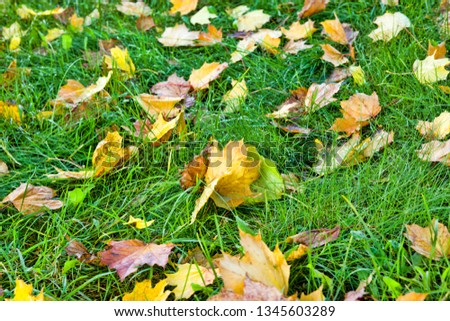 Fallen leaves lying on the grass in the autumn season in the park where deciduous trees grow, closeup in sunny autumn weather