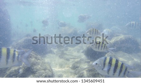 Shoal of yellow fishes in Trindade, Rio de Janeiro, Brazil