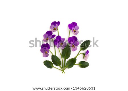 Bouquet of beautiful flowers viola tricolor ( pansy ) on a white background with space for text. Top view, flat lay