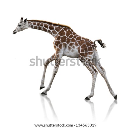 Young Giraffe Running On White Background