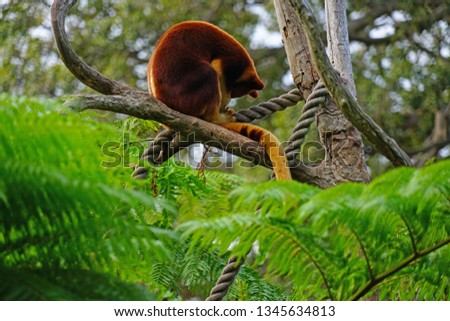 View of a red Goodfellow’s Tree Kangaroo (Dendrolagus goodfellowi) on a tree branch